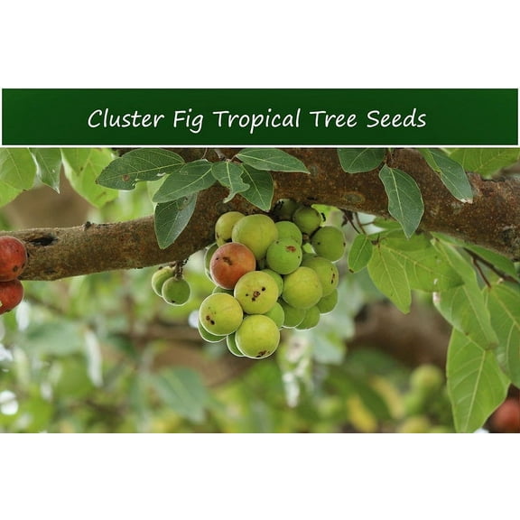 Tropical Fig Tree Seeds - Cluster Fig -20 Seeds - Bonsai or Standard- Rugged Bark Cluster Fig-See Listing Below- Ficus Racemosa