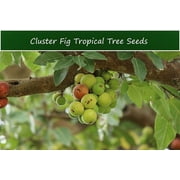 Tropical Fig Tree Seeds - Cluster Fig -20 Seeds - Bonsai or Standard- Rugged Bark Cluster Fig-See Listing Below- Ficus Racemosa