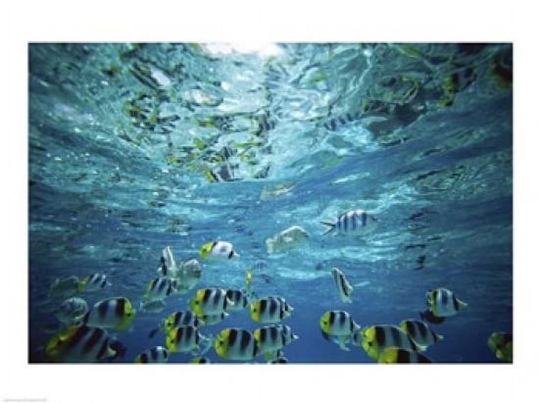Tropical Fish Bora Bora French Polynesia Canvas Art - (24 x 18)