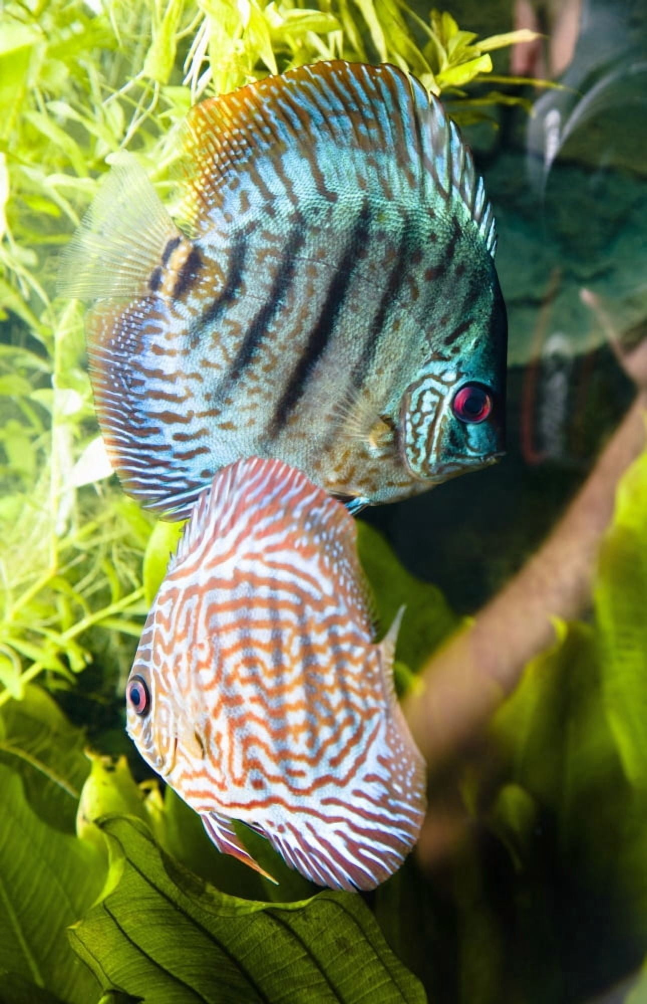 Tropical Fish Canvas Art - Steve Nagy Design Pics (24 x 38)