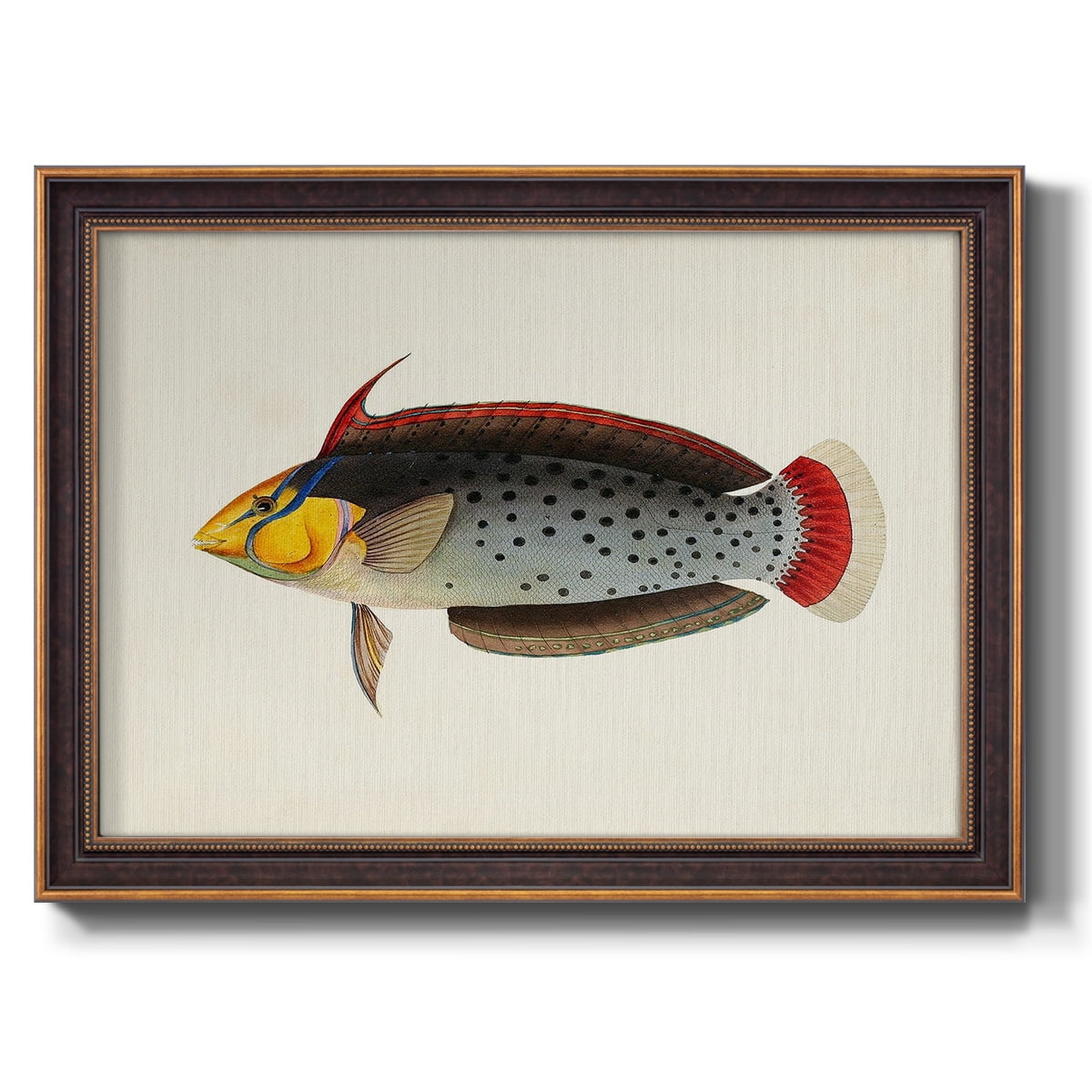 Tropical Fish Collection IV Premium Framed Canvas- Ready to Hang