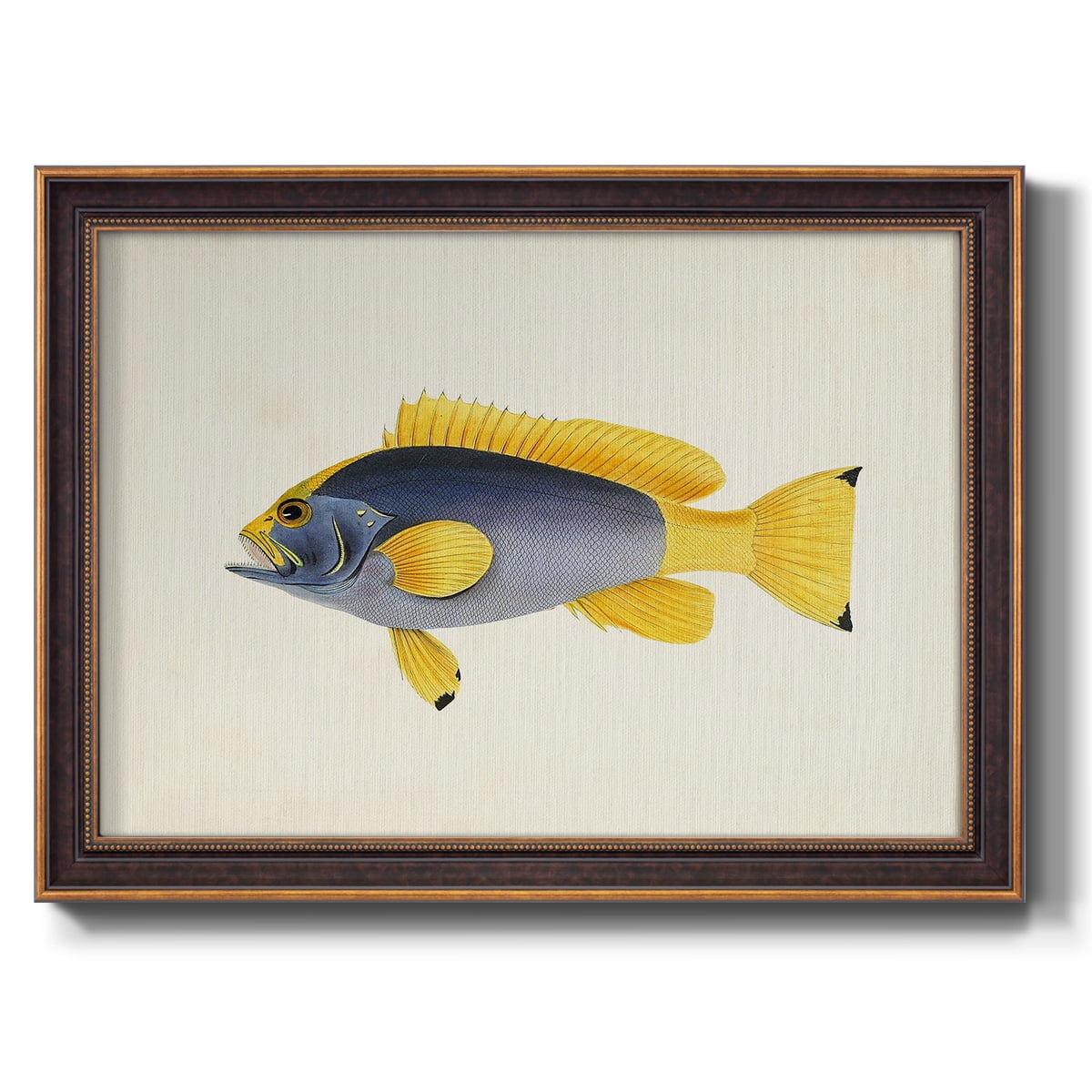 Tropical Fish Collection V Premium Framed Canvas- Ready to Hang