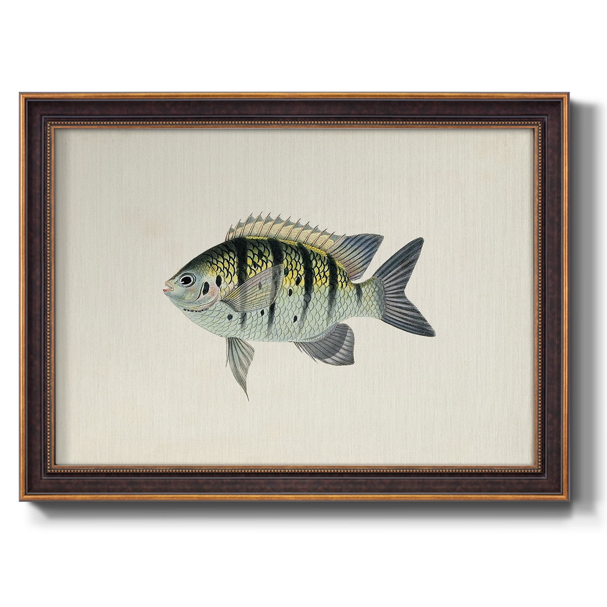 Tropical Fish Collection VI Premium Framed Canvas- Ready to Hang