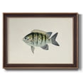 thumbnail image 1 of Tropical Fish Collection VI Premium Framed Canvas- Ready to Hang, 1 of 5