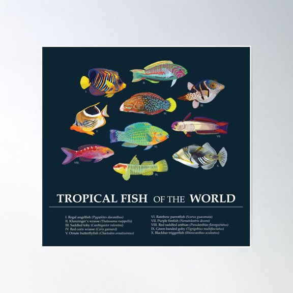Tropical Fish Of The World Poster Wall Art, Modern Wall Decor, 16x16 UNFRAMED