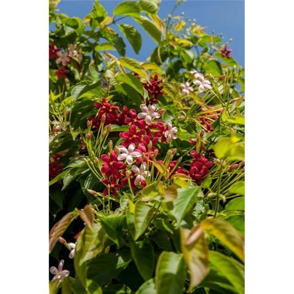 Tropical Flora Grand Cayman Cayman Islands British West Indies Poster Print by Lisa S. Engelbrecht
