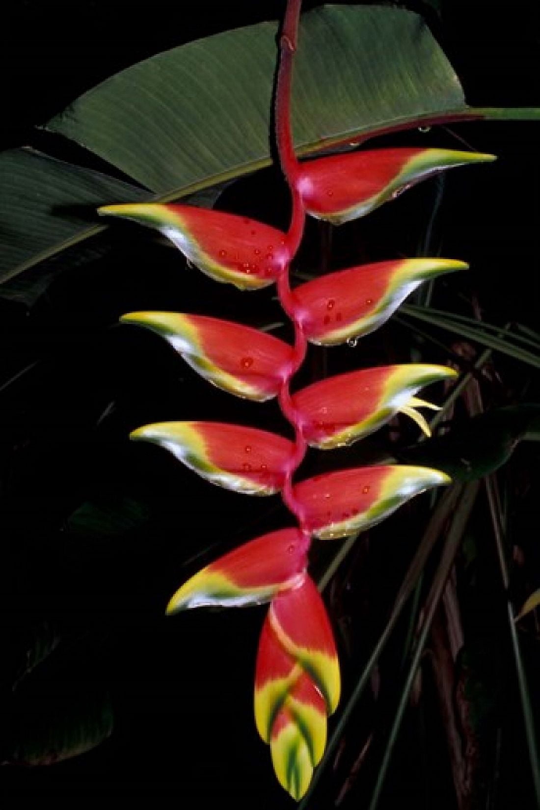 Tropical Flower on Culebra Island Puerto Rico Canvas Art - Michele Molinari DanitaDelimont (18 x 26)