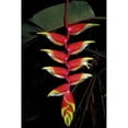 thumbnail image 1 of Tropical Flower on Culebra Island  Puerto Rico Poster Print by Michele Molinari (18 x 26), 1 of 1