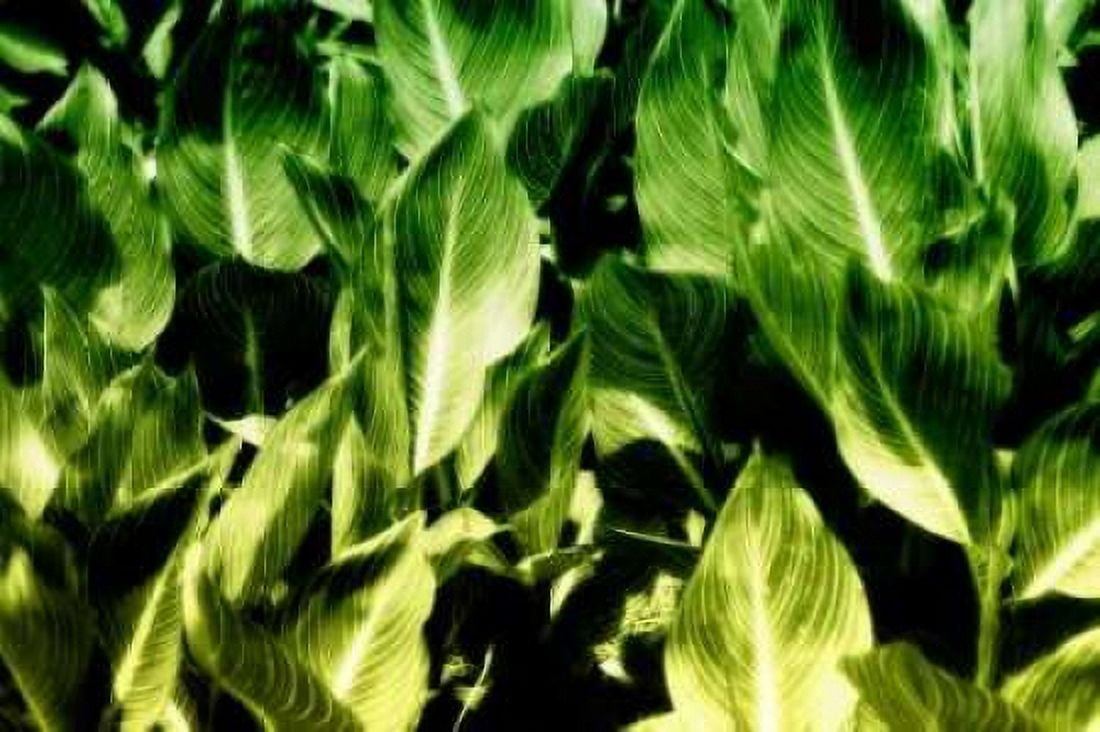 Tropical Foliage I Canvas Art - Alan Hausenflock (20 x 28)