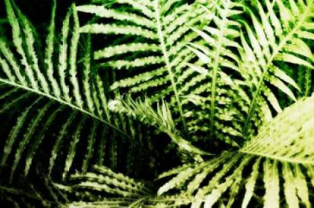 Tropical Foliage II Canvas Art - Alan Hausenflock (20 x 28)
