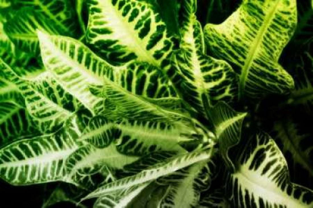 Tropical Foliage IV Canvas Art - Alan Hausenflock (20 x 28)