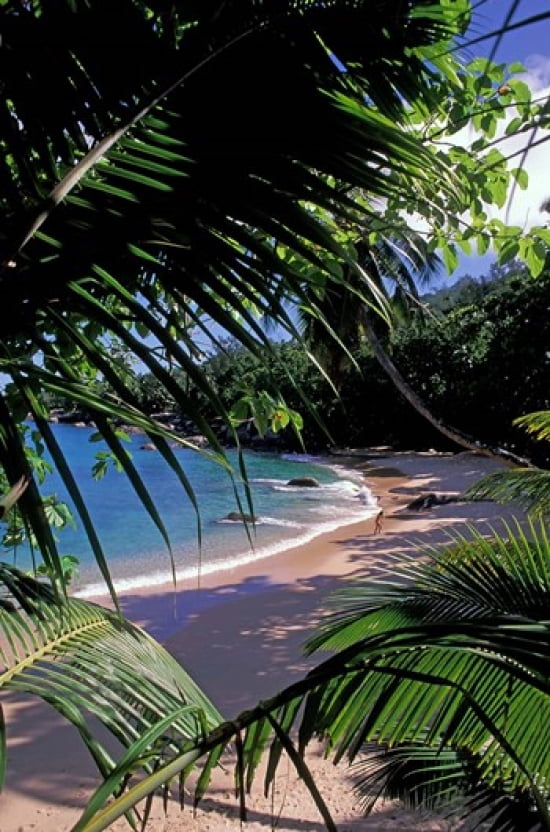 Tropical Foliage and Beach Seychelles Canvas Art - Nik Wheeler DanitaDelimont (24 x 35)