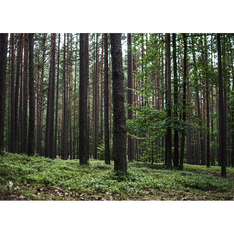 Tropical Forest Green Trees Plants Leaves Vinyl Photography Backdrops ...