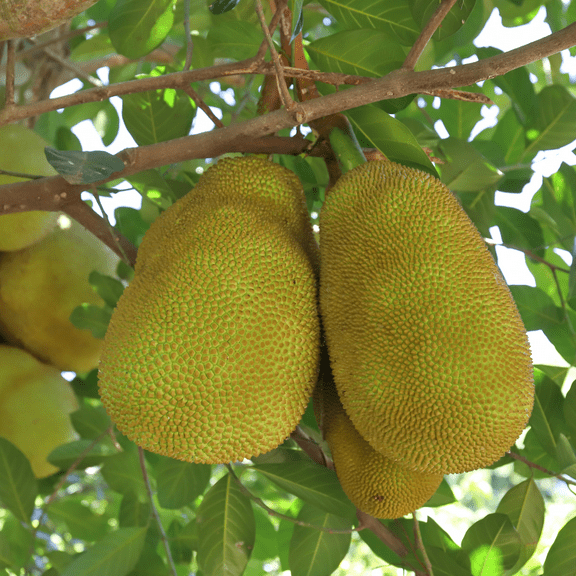 Tropical Jackfruit Plant in Pot, Live Edible Tree, Ideal for Outdoor Gardens or Patio, 4-6 Inches Tall