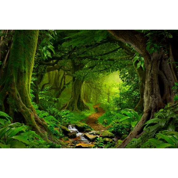 Tropical Jungle Rainforest Footpath Landscape Photo Poster Poster, Poster Only