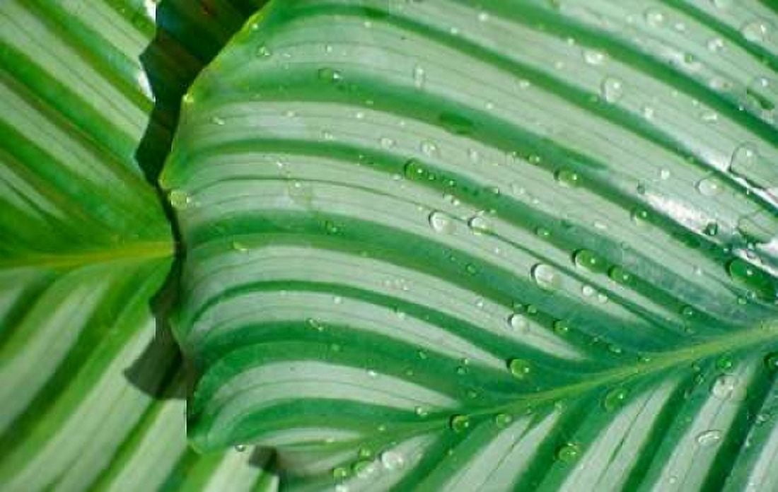 Tropical Leaf Canvas Art - Cyril Blue (12 x 18)