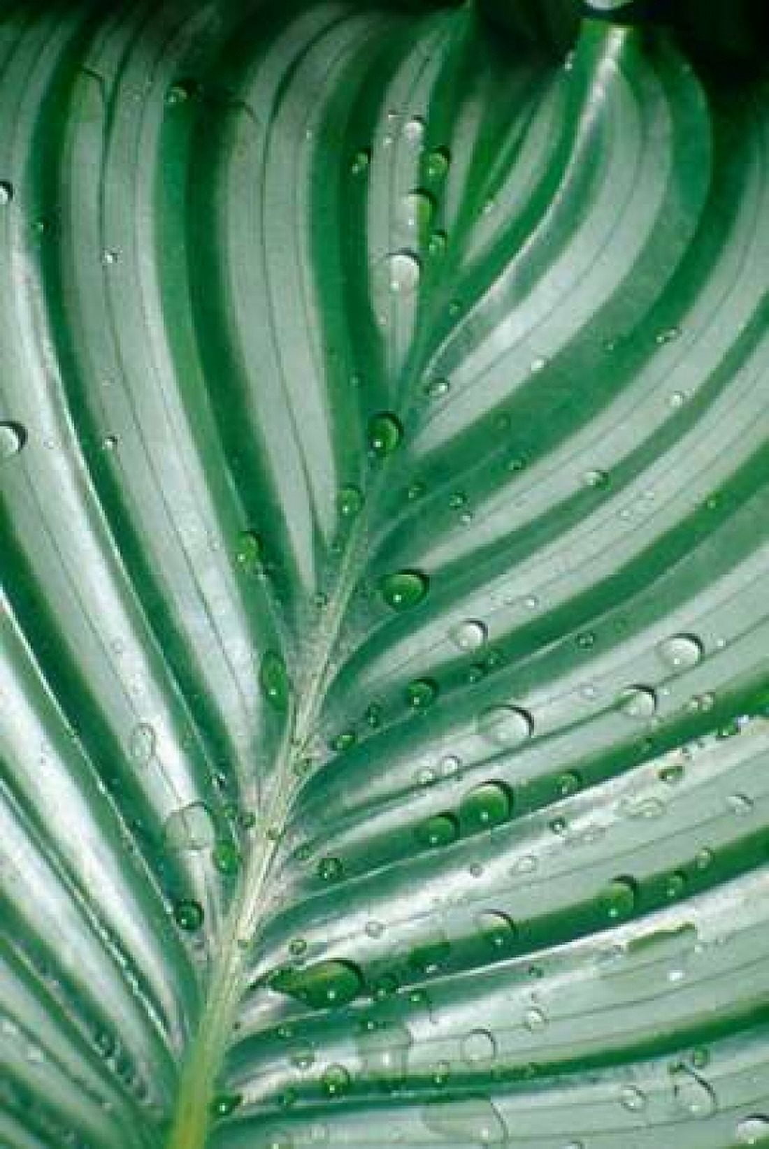 Tropical Leaf Canvas Art - Cyril Blue (12 x 18)