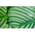 thumbnail image 1 of Tropical Leaf Poster Print by Cyril Blue (12 x 18), 1 of 1