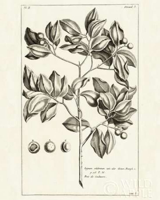 Tropical Leaf Study II Canvas Art - Wild Apple Portfolio (24 x 30)