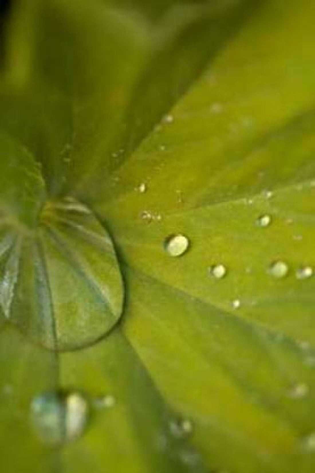Tropical Leaves I Canvas Art - Karyn Millet (12 x 18)
