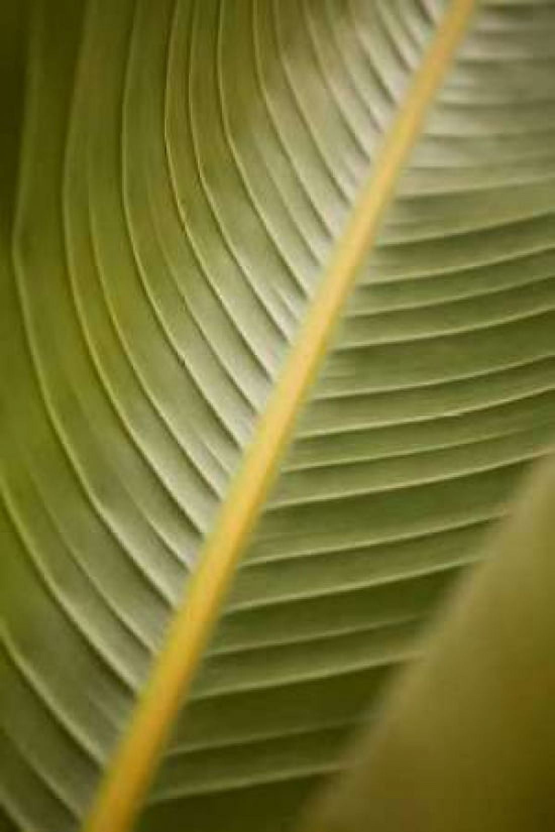 Tropical Leaves II Canvas Art - Karyn Millet (24 x 36)