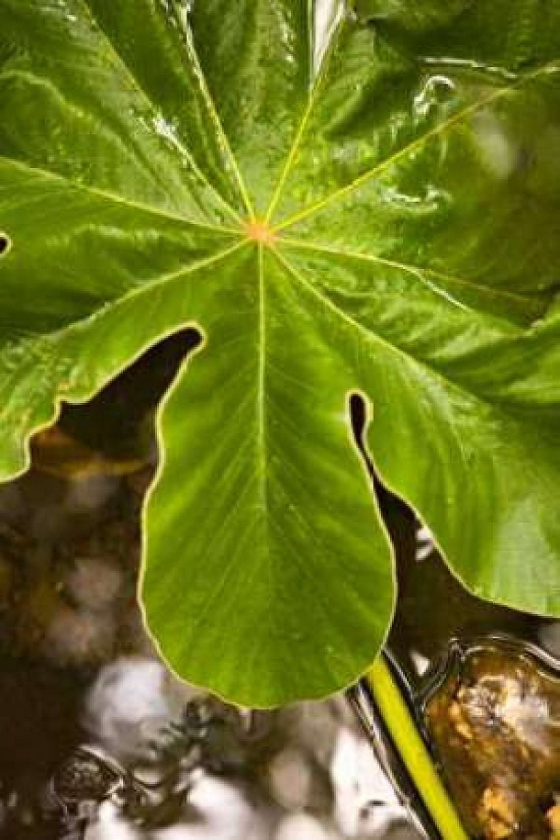 Tropical Leaves IV Canvas Art - Karyn Millet (24 x 36)