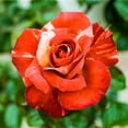 thumbnail image 1 of Tropical Lightning Climbing Rose, 3 Gallon Potted Potted Flowering Plant (1-Pack), 1 of 4