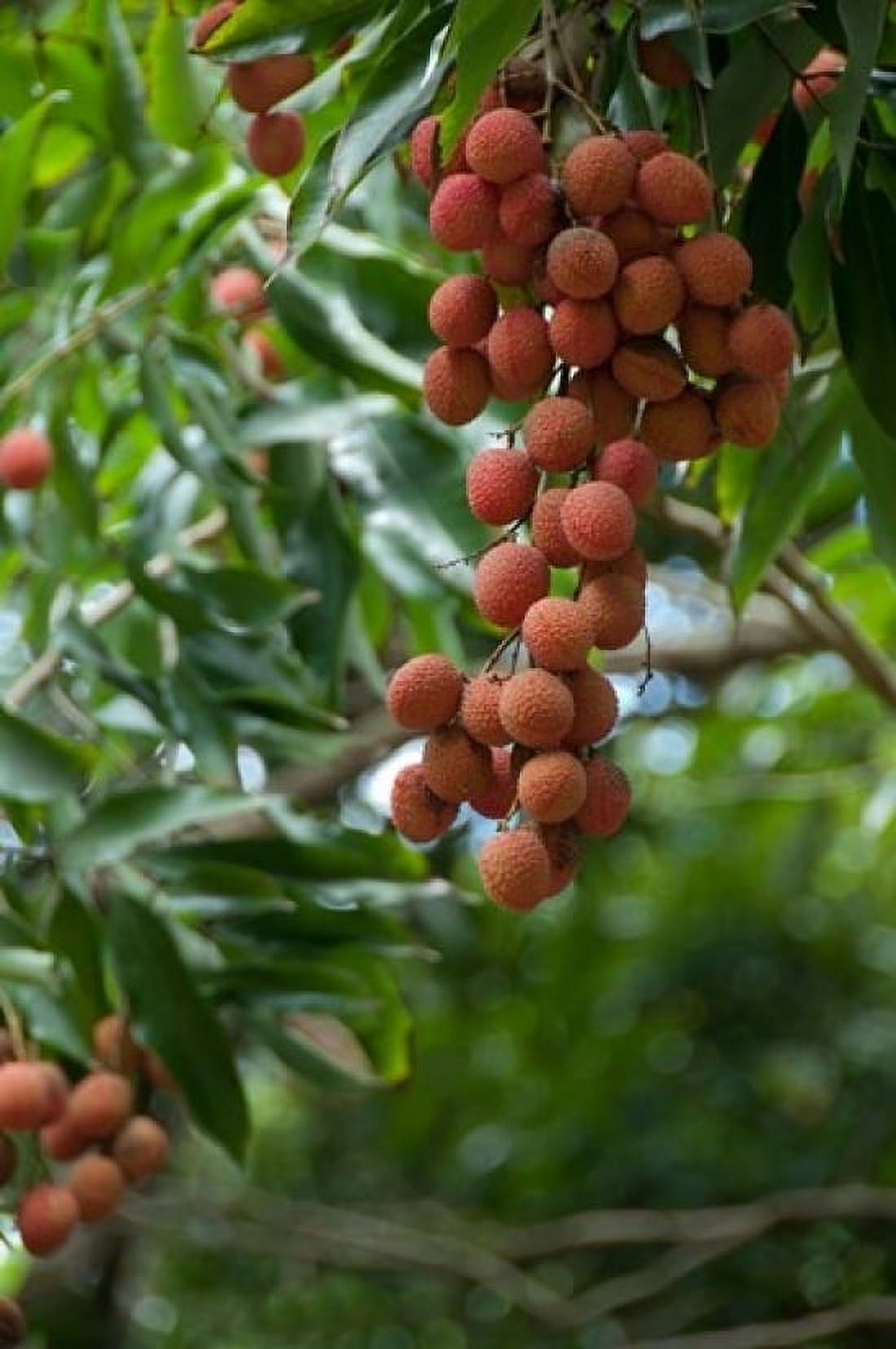 Tropical Litchi Fruit On Tree Reunion Island French Overseas Territory Canvas Art - Cindy Miller Hopkins DanitaDelimont (24 x 36)