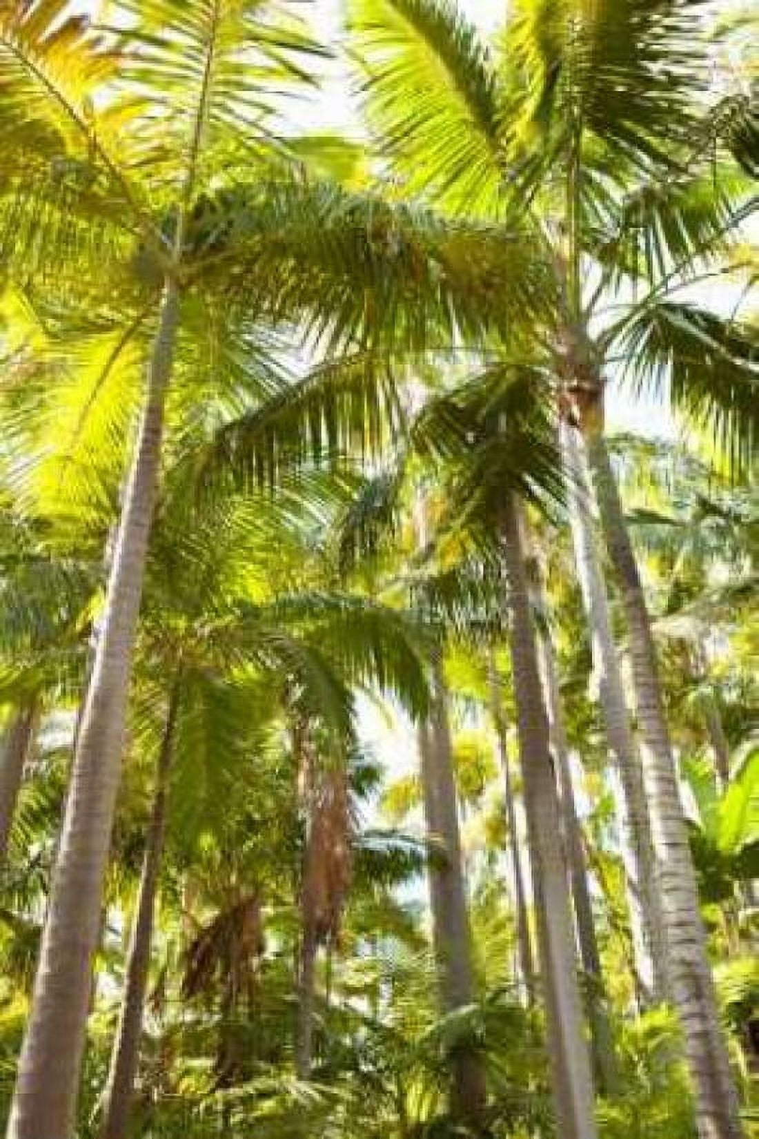 Tropical Oasis I Canvas Art - Karyn Millet (24 x 36)