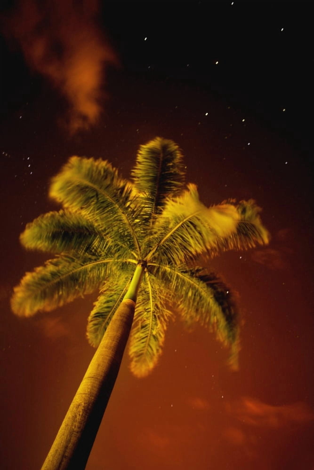 Tropical Palm Tree At Night Canvas Art - Darren Greenwood Design Pics (22 x 34)