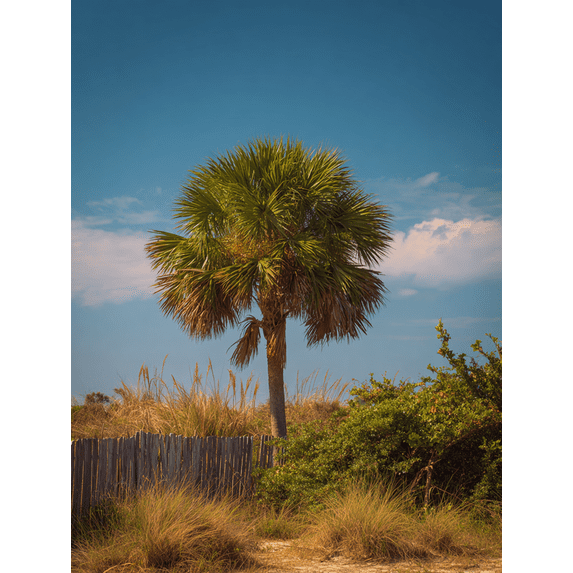 Tropical Palm Tree Coastal Landscape Canvas Print Wall Art for Living Room Bedroom Beach