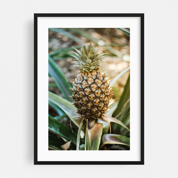 Tropical Pineapple - Photography Tropical Fruit Botanical Garden Nature Summer Kitchen Decor Black Framed Wall Art Print 12 x 18 inches