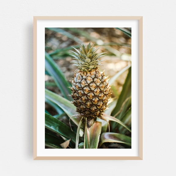 Tropical Pineapple - Photography Tropical Fruit Botanical Garden Nature Summer Kitchen Decor Oak Framed Wall Art Print 16 x 24 inches