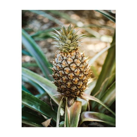 Tropical Pineapple - Photography Tropical Fruit Botanical Garden Nature Summer Kitchen Decor Unframed Wall Art Print 12 x 18 inches