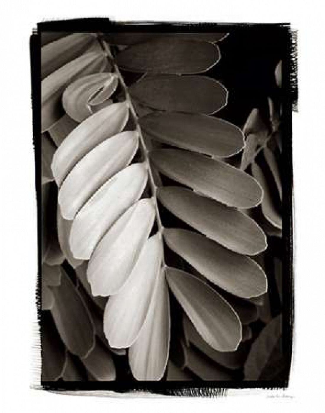 Tropical Plant I Canvas Art - Van Swearingen Debra (22 x 28)