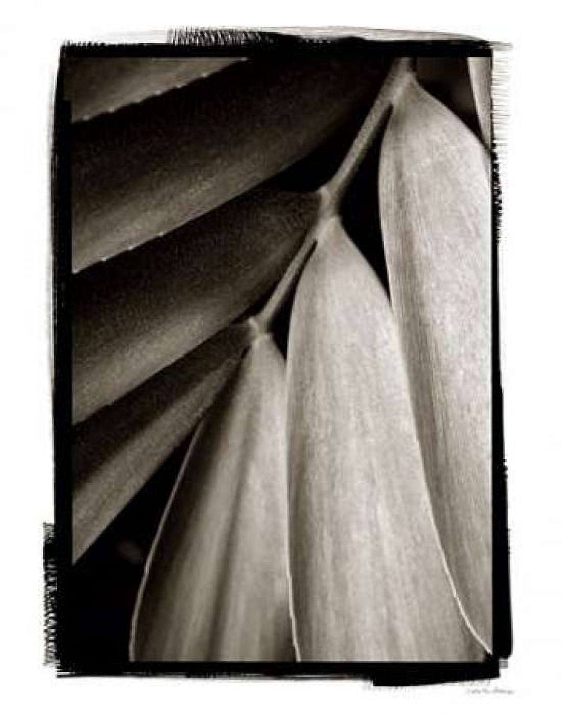 Tropical Plant II Canvas Art - Van Swearingen Debra (22 x 28)