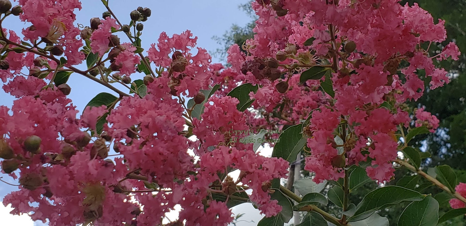 Tropical Plant Seed Pack Pink Crepe Myrtle 20 Seeds Brilliant Pink