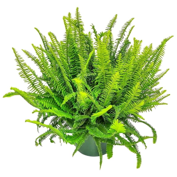 Tropical Plants of Florida 12" Kimberly Queen Fern Hanging Basket Overall Plant Spread 28" to 32"; Bright, Indirect Sunlight, Hanging Plant with Metal Hanger