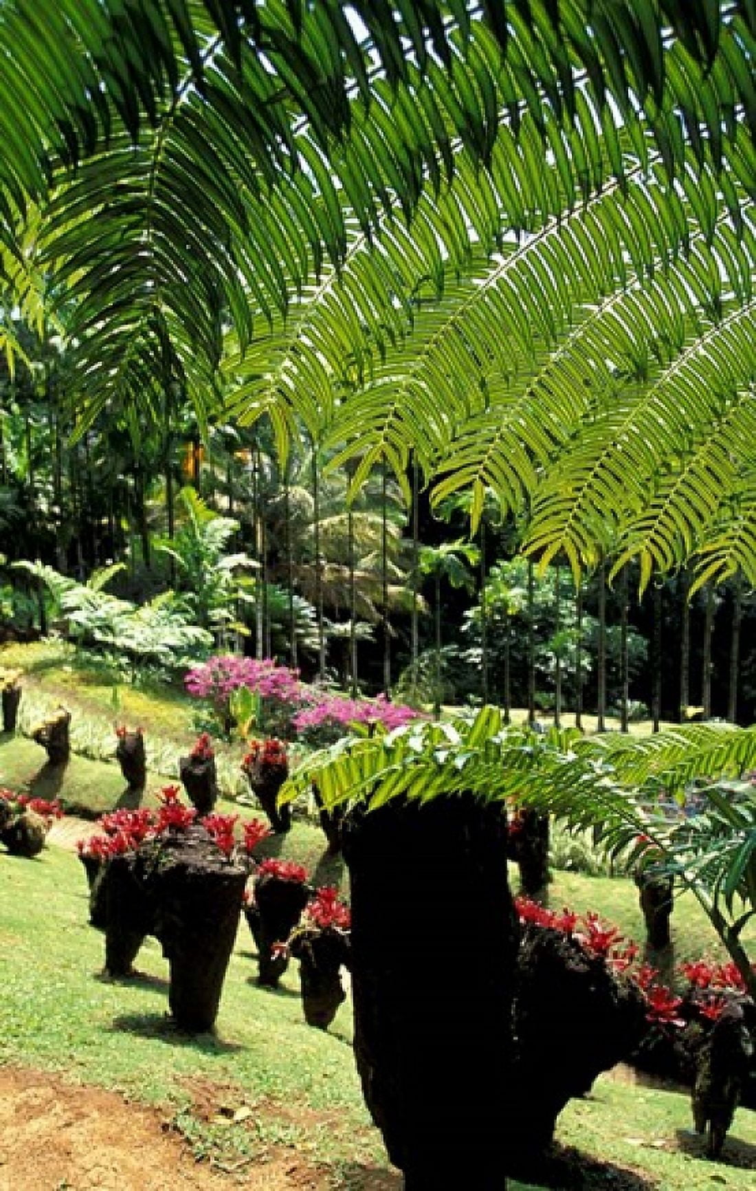 Tropical Plants at the Pitons du Carbet Martinique Caribbean Canvas Art - Walter Bibikow DanitaDelimont (17 x 27)