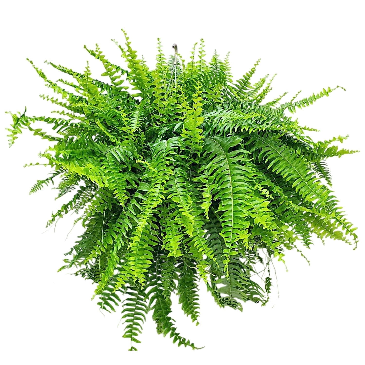 Tropical Plants of Florida 10" Boston Fern Hanging Basket 32" to 34" Wide; Bright, Indirect Sunlight, Large Hanging Plant with Metal Hanger