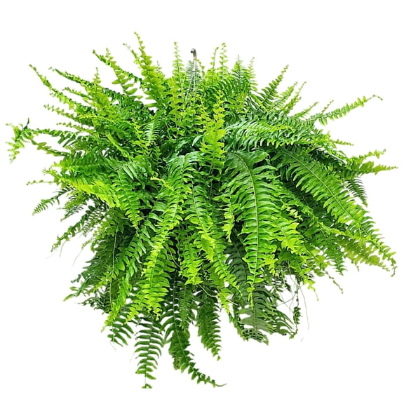 Tropical Plants of Florida 10" Boston Fern Hanging Basket 32" to 34" Wide; Bright, Indirect Sunlight, Large Hanging Plant with Metal Hanger