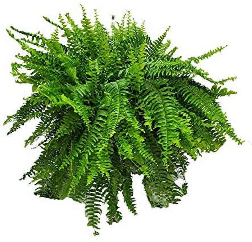 Large Green Boston Fern Hanging Basket with Metal Hanger
