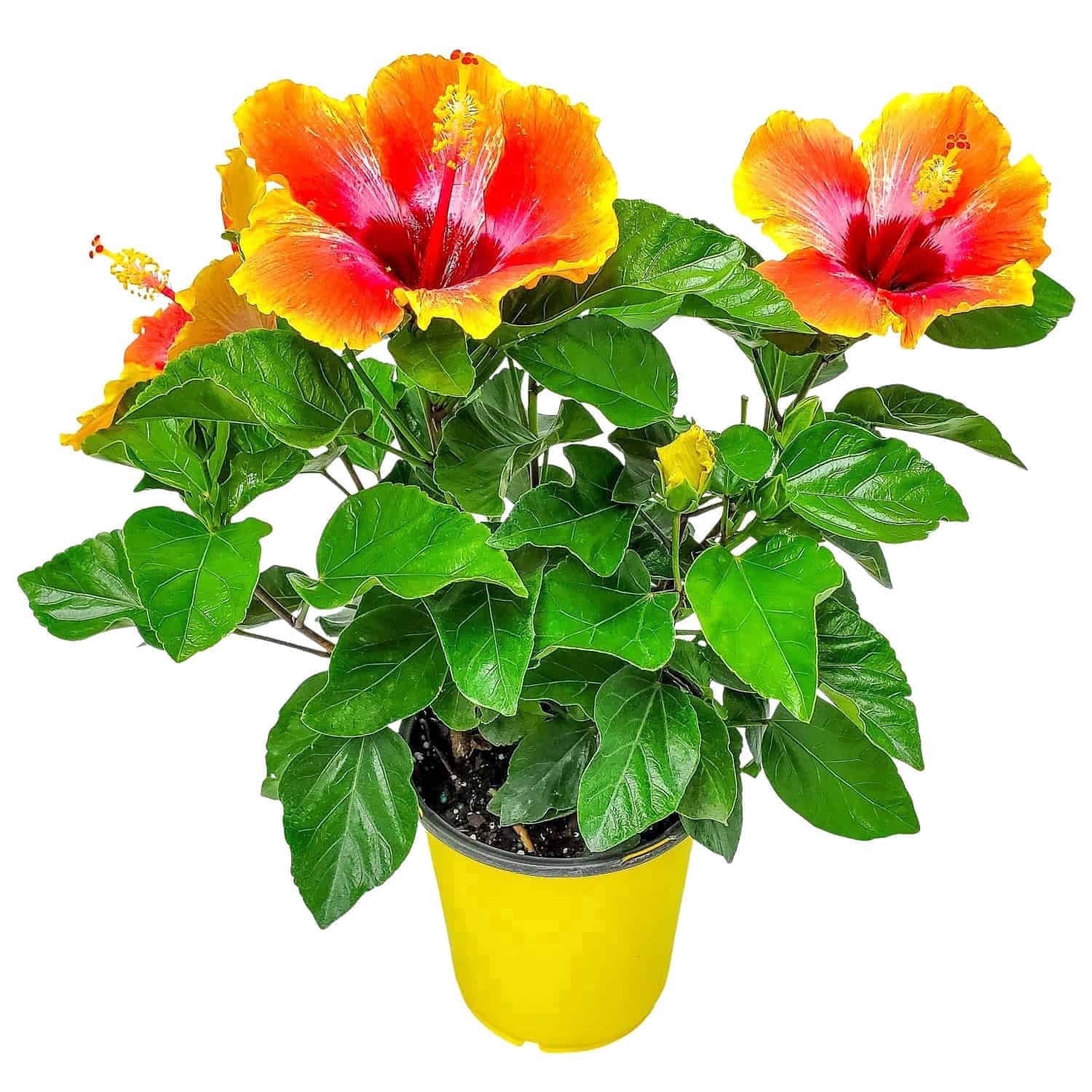 monstera potting mix Ropey Root Potting Mix for Tropical Houseplants main image 1