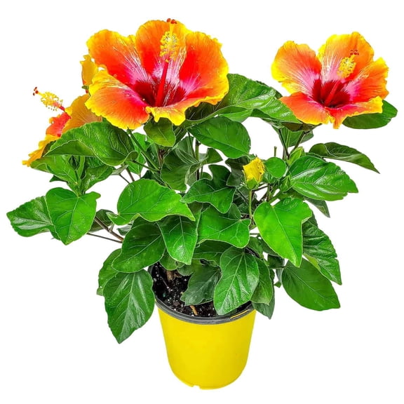 Tropical Plants of Florida 10" to 14" Fiesta Hibiscus Bush; Colors Include Red, Orange, Yellow, Pink