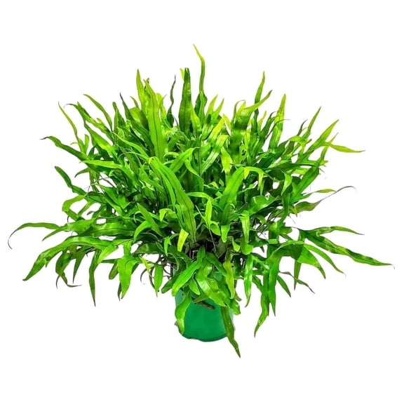 Tropical Plants of Florida Kangaroo Paw Fern Live Plant, 1822 in Tall, 1 Gallon Pot, Partial Sun