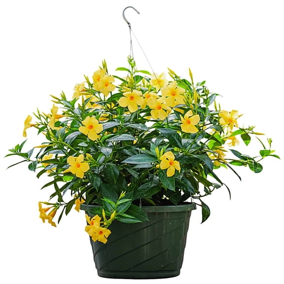 Tropical Plants of Florida 12" Hanging Yellow Dipladenia Flower Basket; 14" Wide by 16" Tall