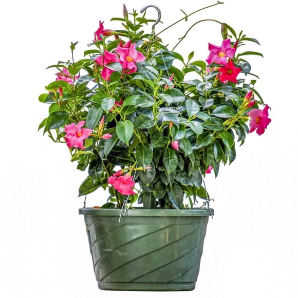 Tropical Plants of Florida 12" Pink Dipladenia Hanging Basket Overall Size 14" Wide by 16" Tall; Full to Partial Sunlight, Hanging Flowering Basket