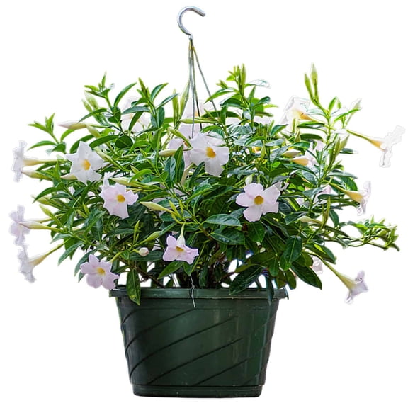 Tropical Plants of Florida 12" White Dipladenia Hanging Basket with Metal Hanger; Full Sunlight