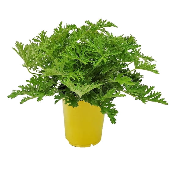 Tropical Plants of Florida 12" to 16" Citronella Mosquito Plant; Pelargonium Citrosum, Full Sunlight