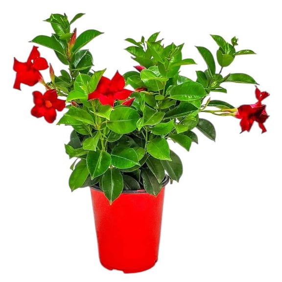 Tropical Plants of Florida 12" to 16" Red Dipladenia Bush; 1 Gallon Growers Pot, Partial to Full Sunlight